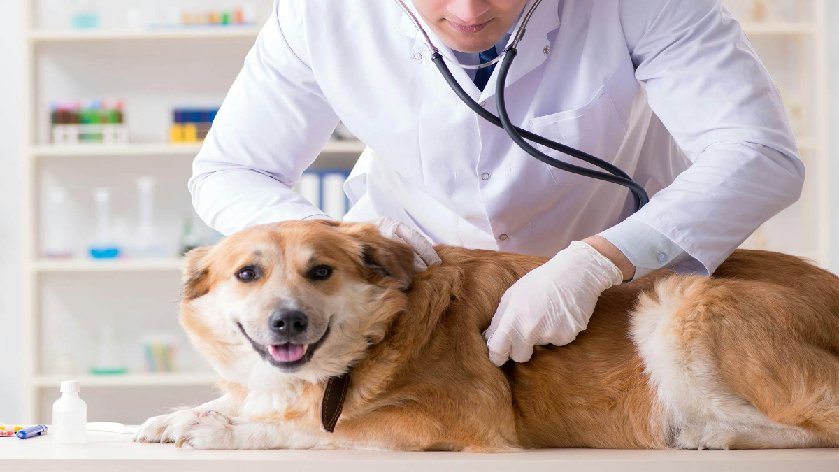 Does blood kill sperm in dogs?