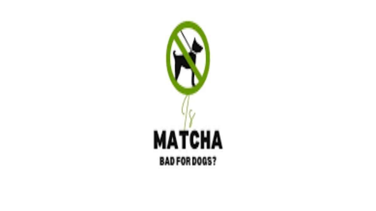 Is matcha bad for dogs?