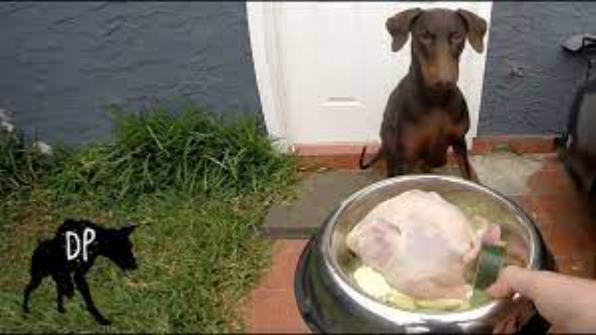 Can dogs eat Cornish hens?