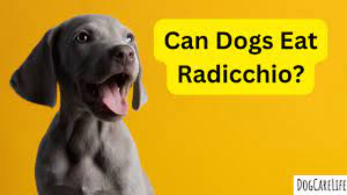 Can dogs eat radicchio? 