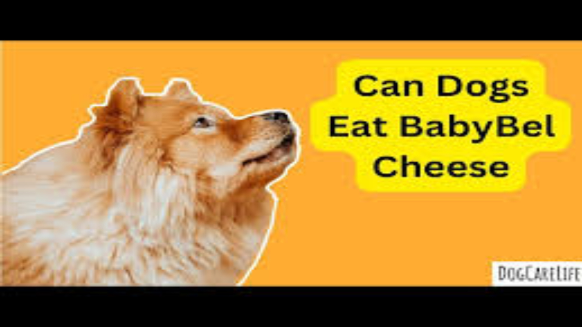 Is Babybel cheese safe for dogs?