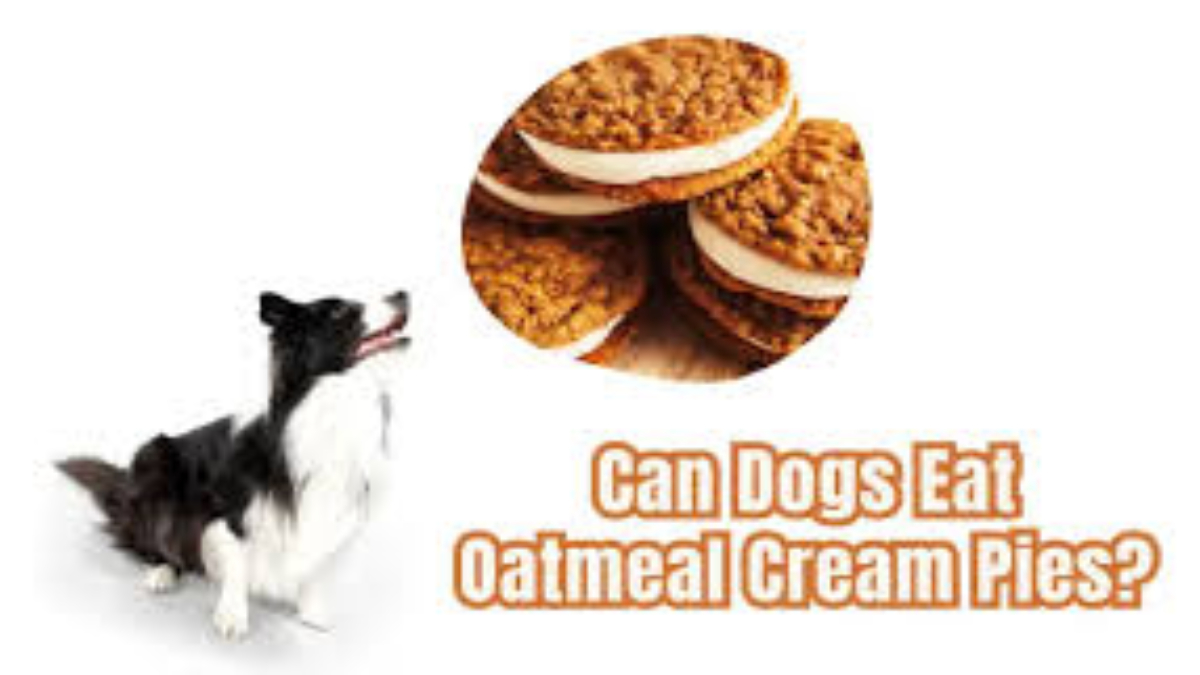 Can dog oatmeal cream pie?