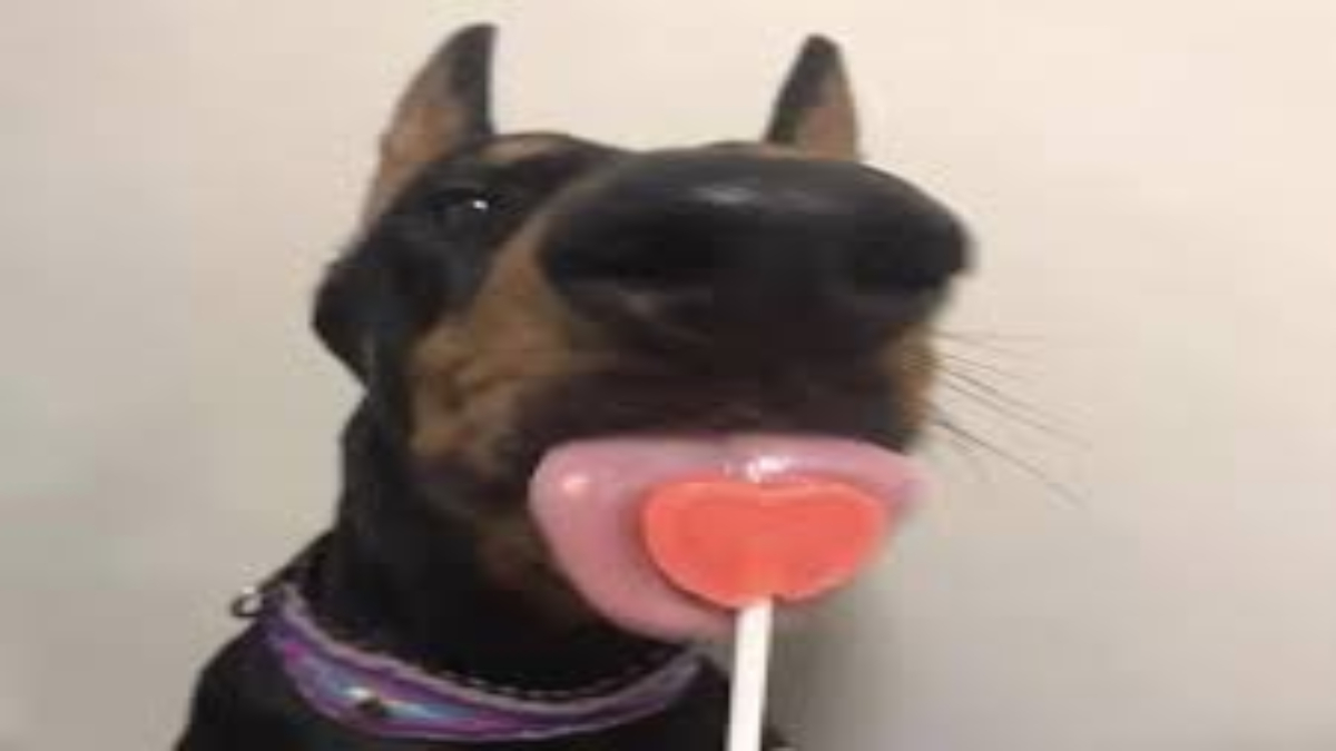 Is dogs licking lollipops?