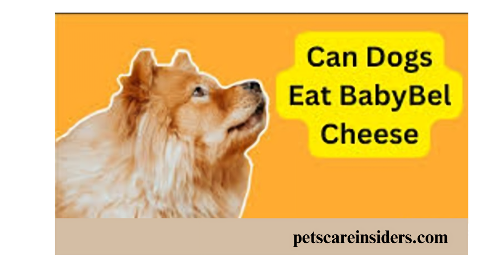 Is Babybel cheese safe for dogs?