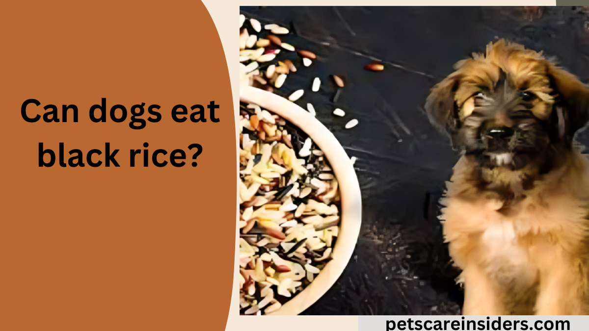 Can dogs eat black rice?