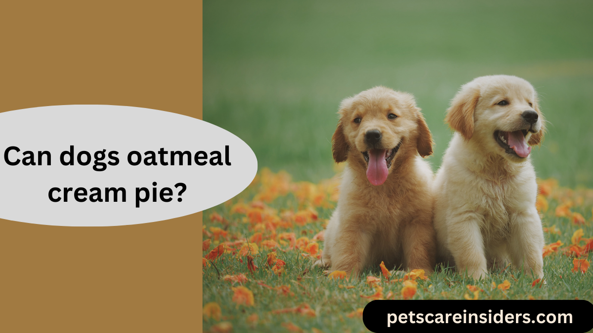 Can dogs oatmeal cream pie?