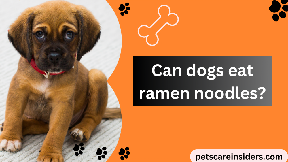 Can dogs eat ramen noodles?