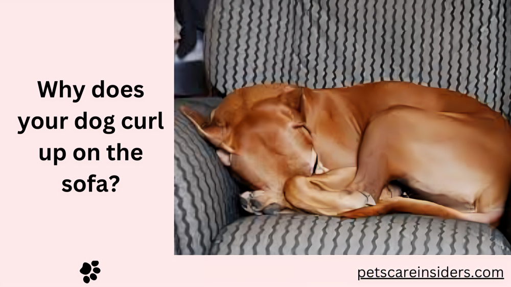 Why does your dog curl up on the sofa?