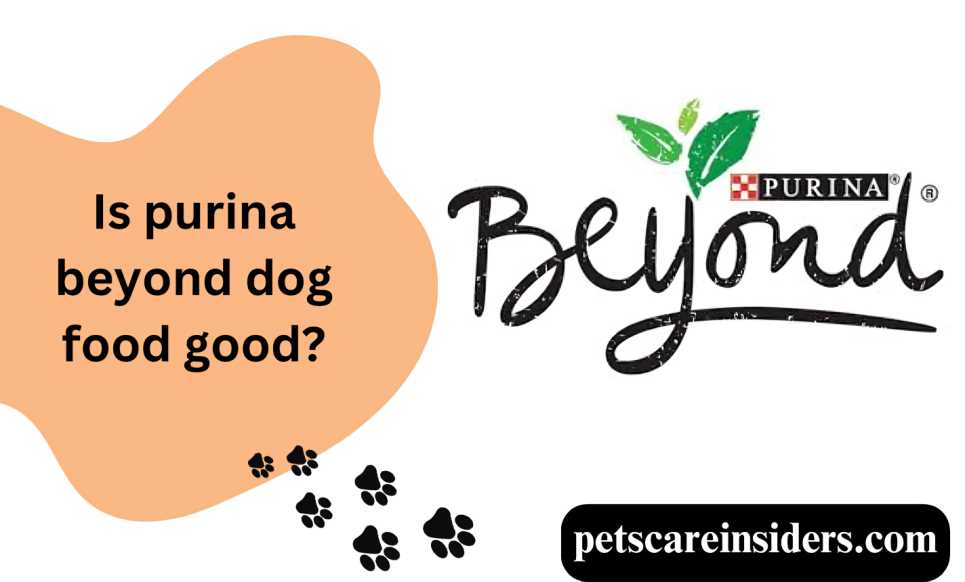 Is purina beyond dog food good?