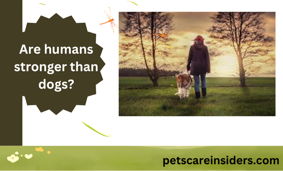 Are humans stronger than dogs?