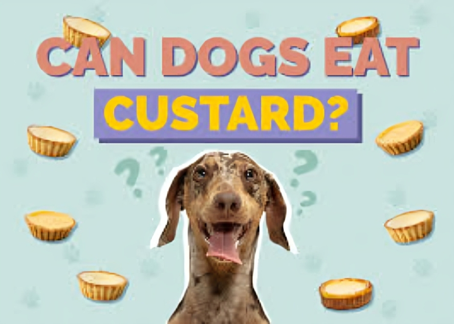 Can dogs have custard?