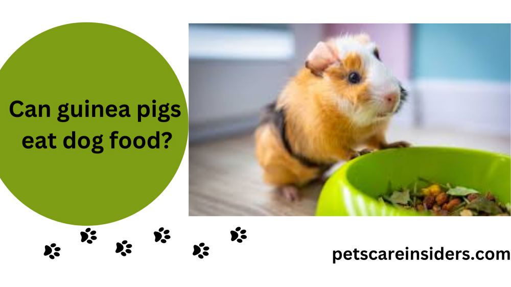 Can guinea pigs eat dog food?