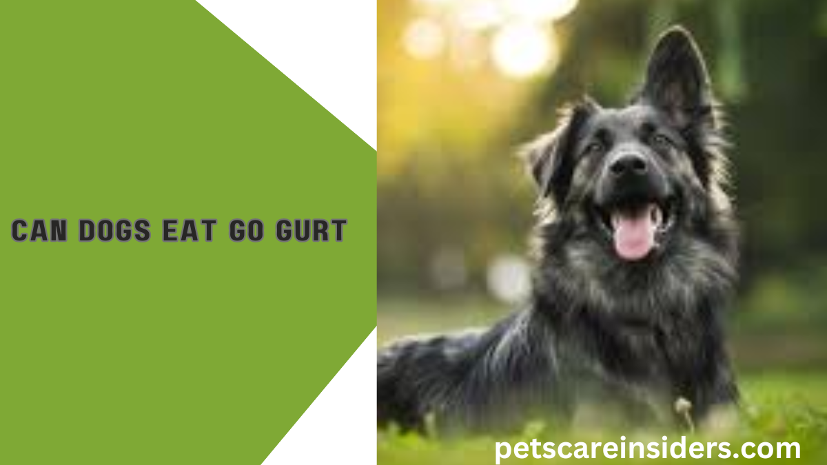 Can dogs eat go-gurt?