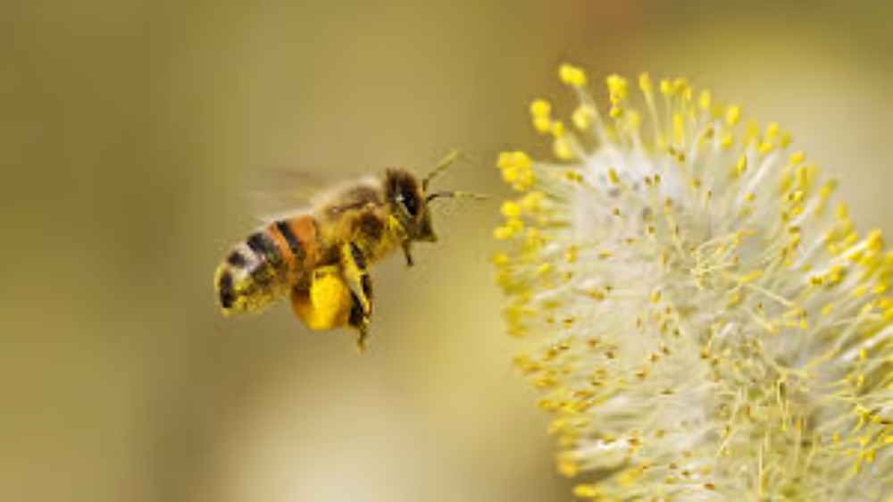 Can dogs have bee pollen?