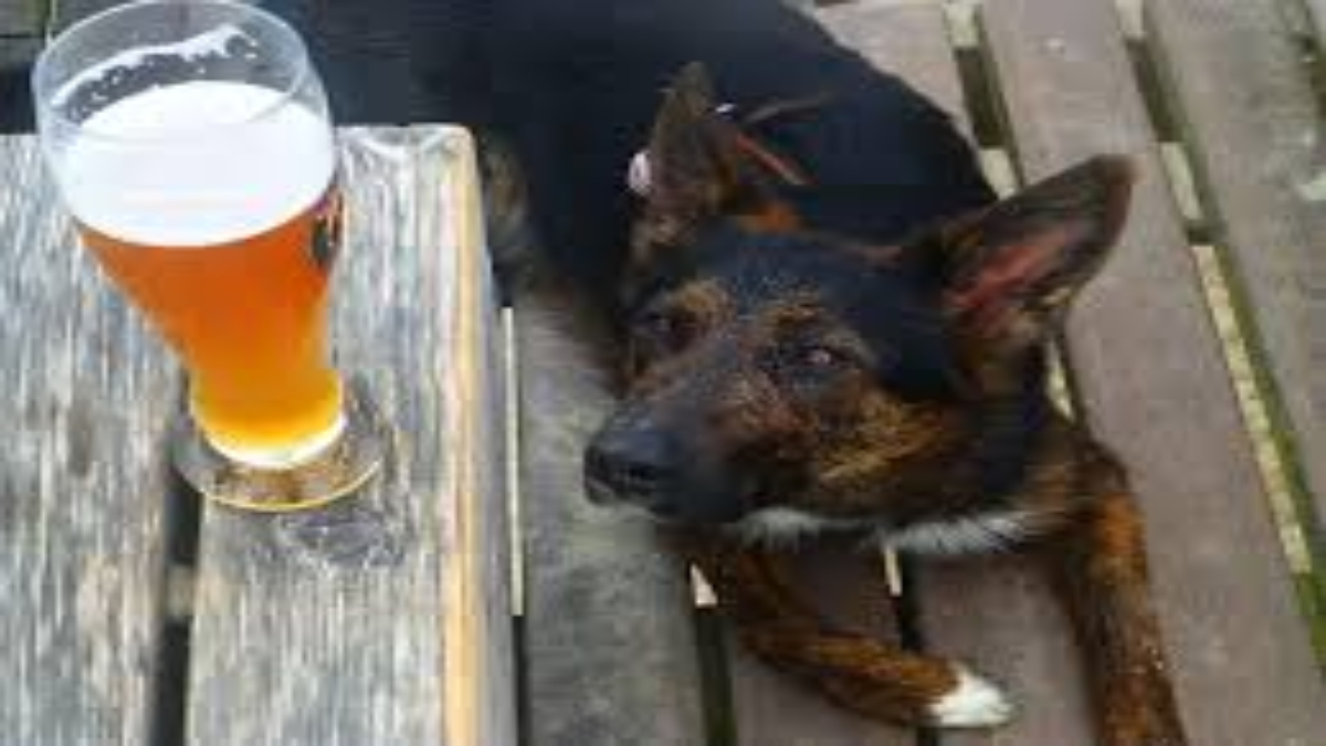 Does beer for dog worms is good?