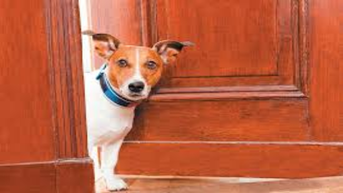 Doorbell Dilemma: How does dog perceive himself doorbell?