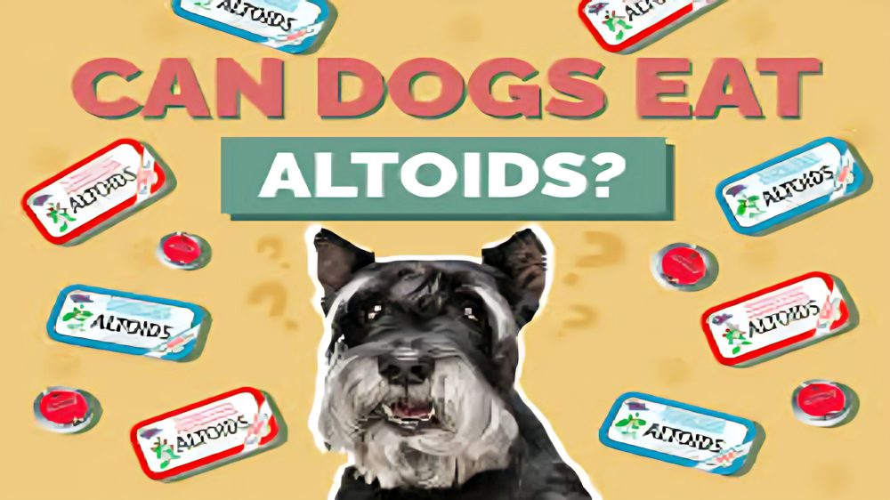 Is altoids harmful to dogs?