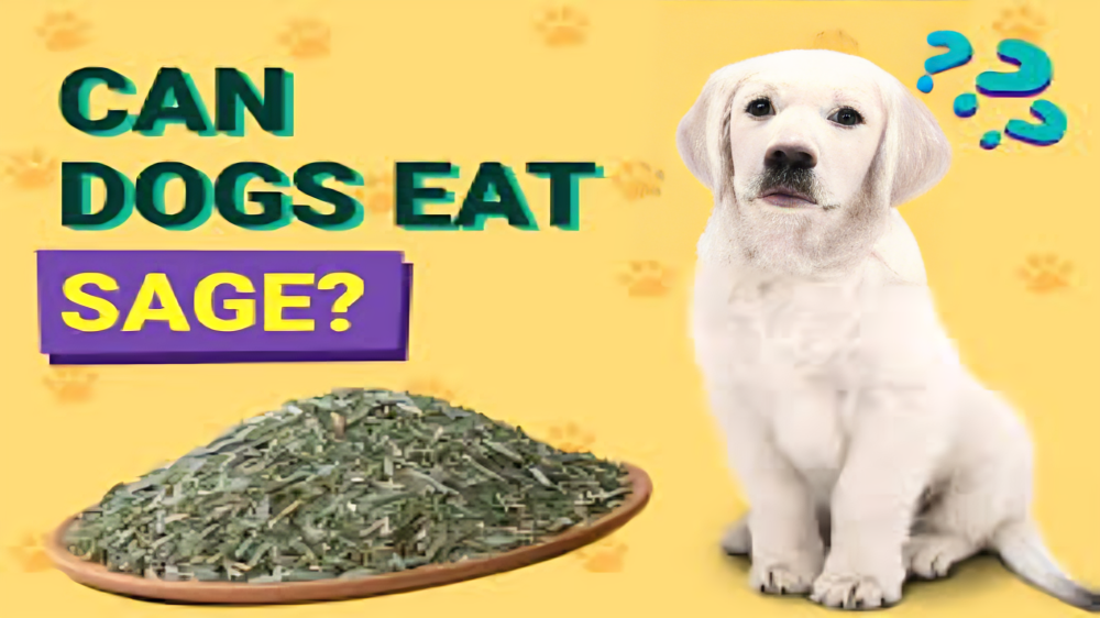 Can dogs eat sage?