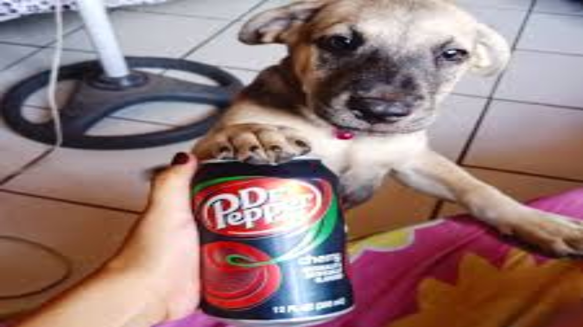 Can dogs drink Dr pepper?