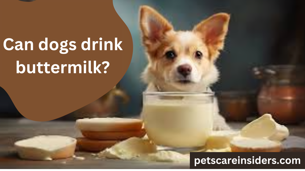 Can dogs drink buttermilk?