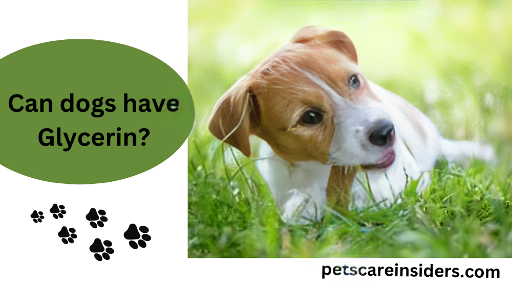 Can dogs have Glycerin?