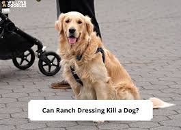 Can ranch dressing kills dogs?