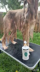 Can you use pantene on dogs?