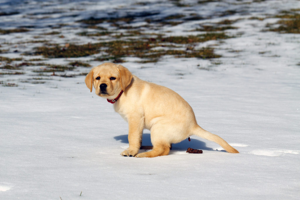 Dog's Poop Cold