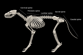 Spinal Problems