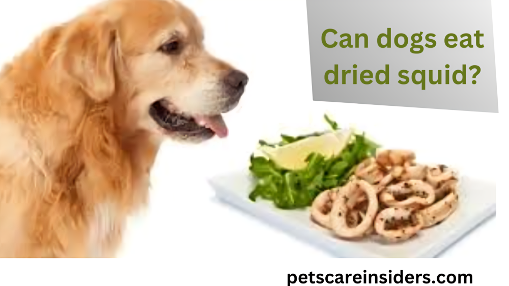 Can dogs eat dried squid?