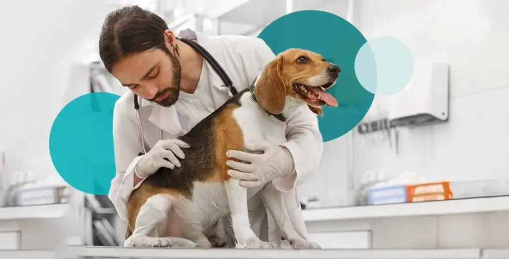 When to Consult a Veterinarian