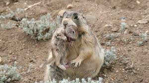 Will bubble gum kill prairie dogs?