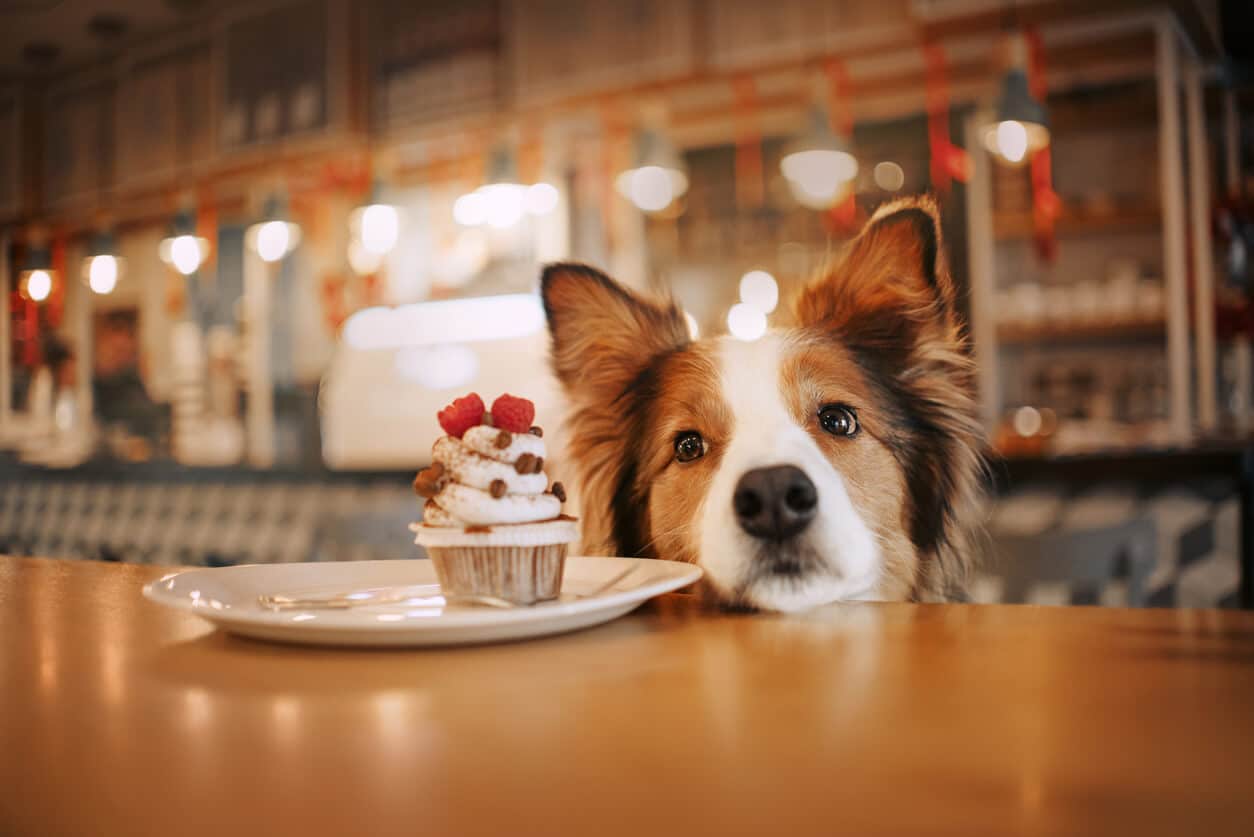 can-dogs-eat-cake-dog-with-cupcake