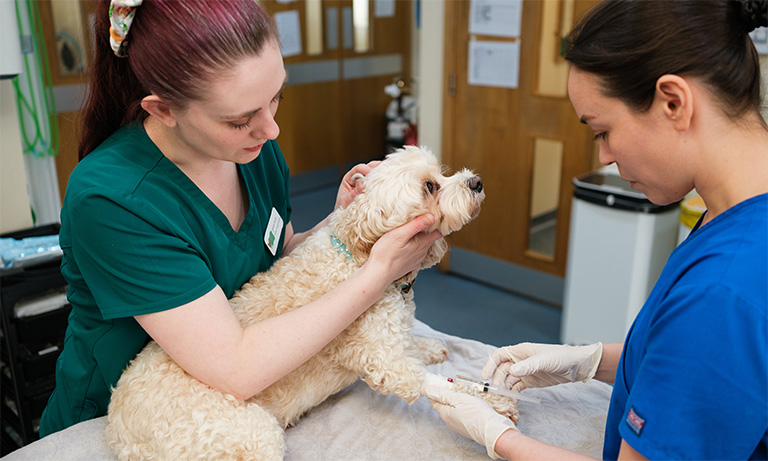 Contacting the veterinarian