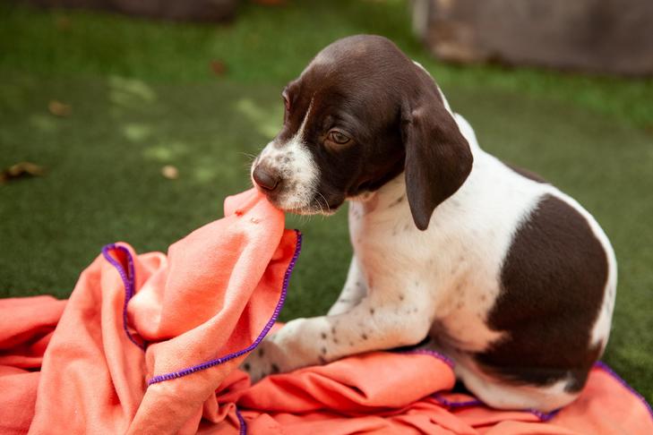 dogs knead blanket