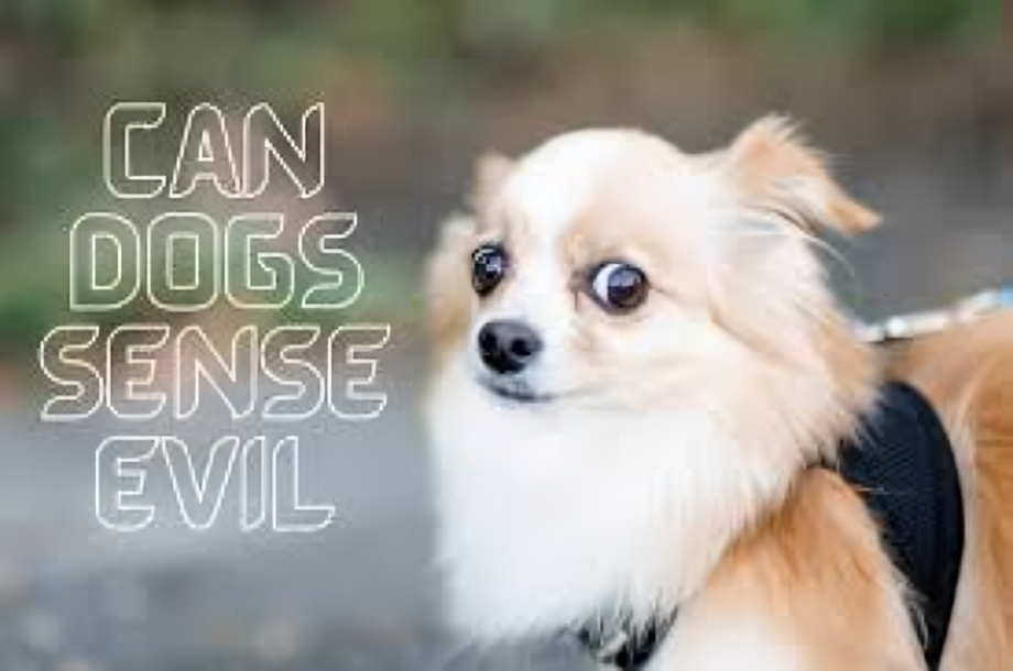 Can dogs sense evil in a person?