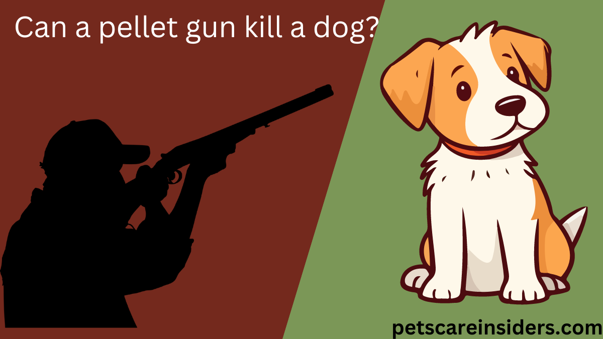 Can a pellet gun kill a dog?