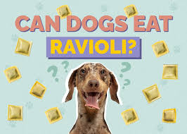 Can dogs eat ravioli?