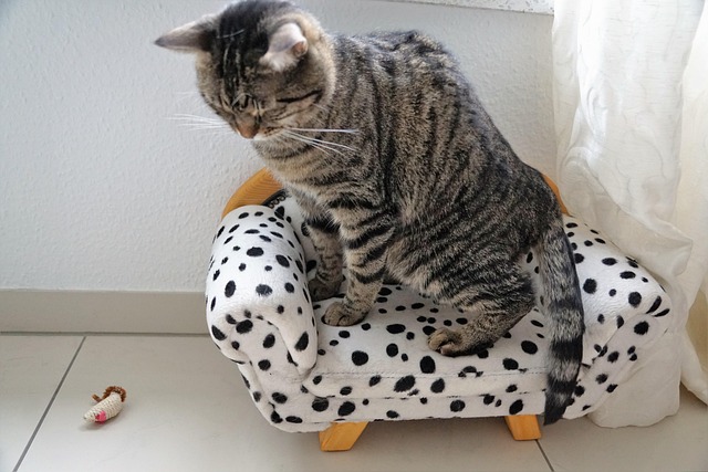 Caring for a sick cat