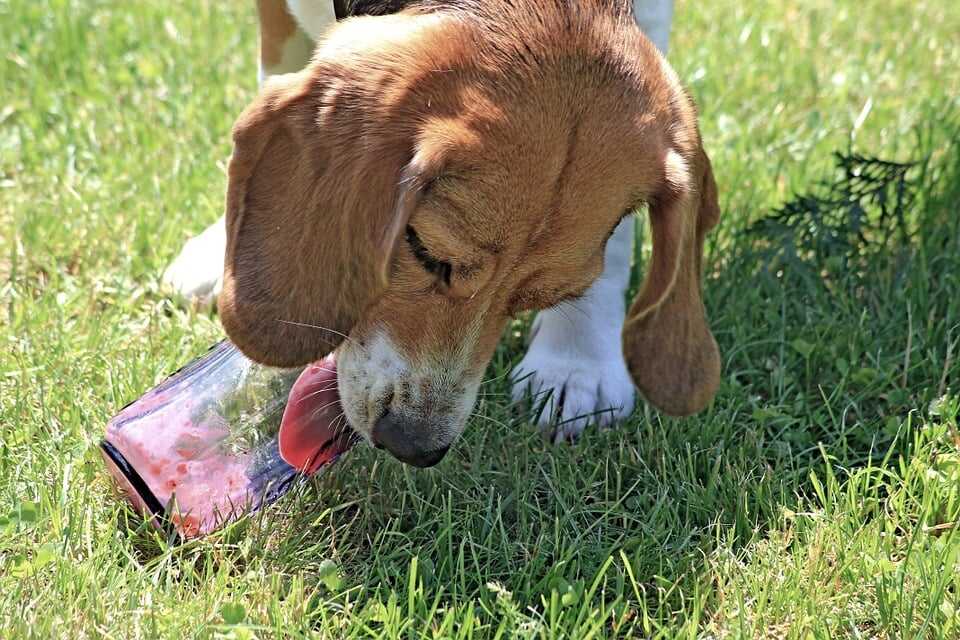 Baby Food for Dogs