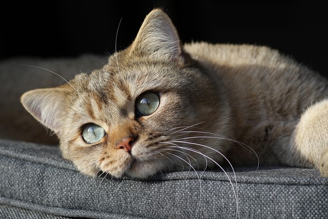 Calm Your Cat After Anesthesia