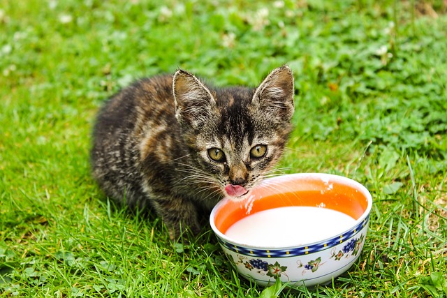 Can Cats Digest Milk