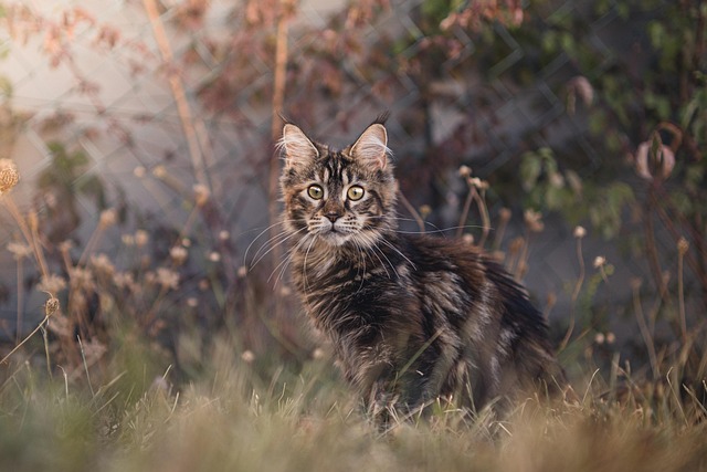 Care for Maine Coon Cats