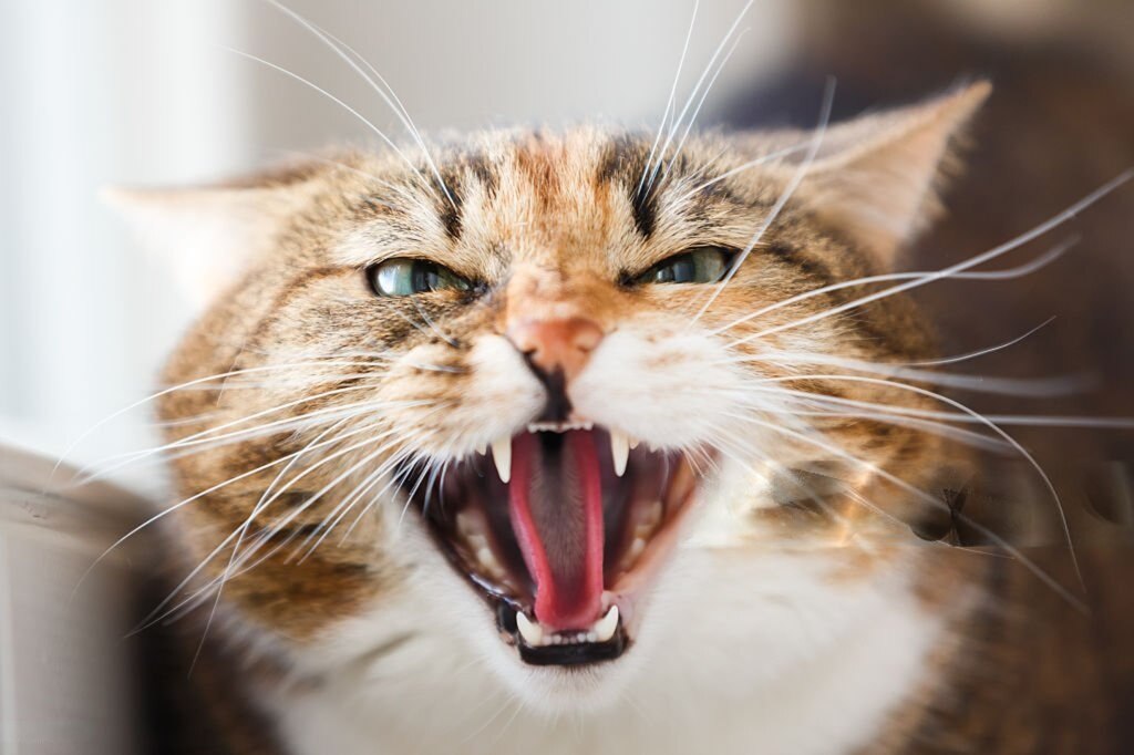 Cat Aggressive Behavior