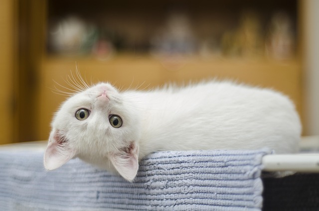 Cat Behavior Modification