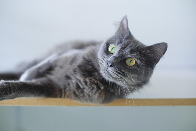 Cat Behavior