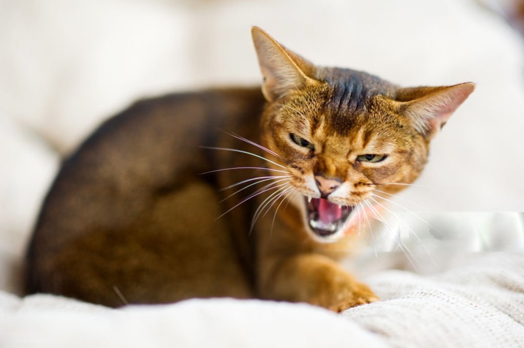 Cat Food Helps with Aggressive Behavior