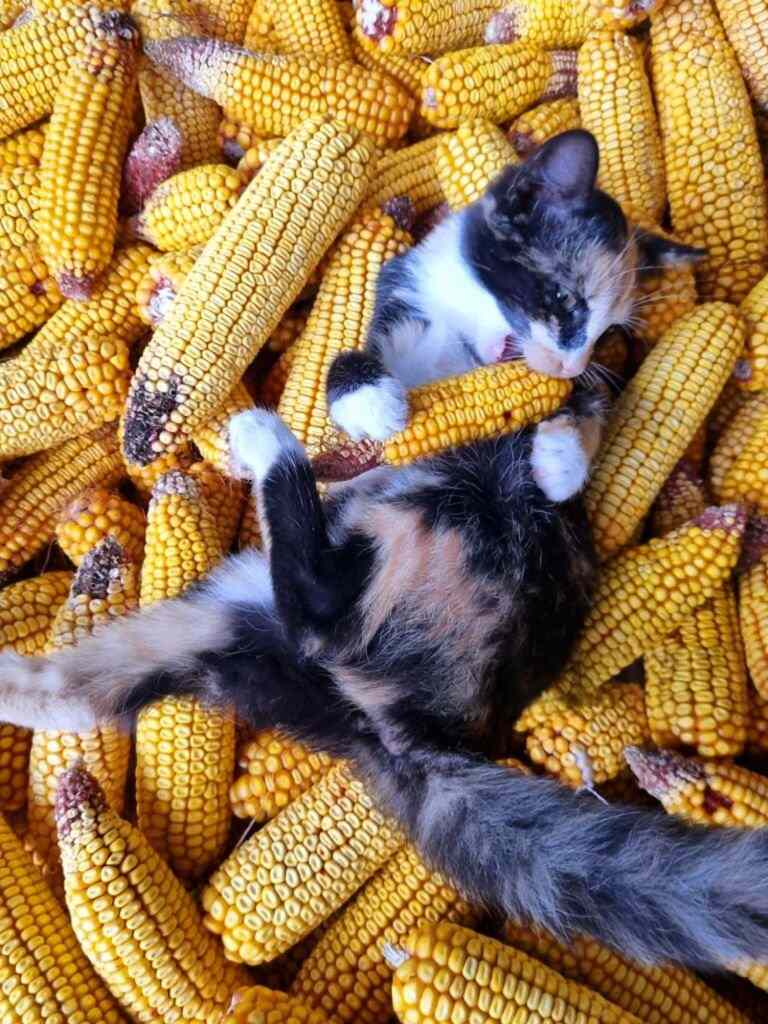 Cats Digest Corn