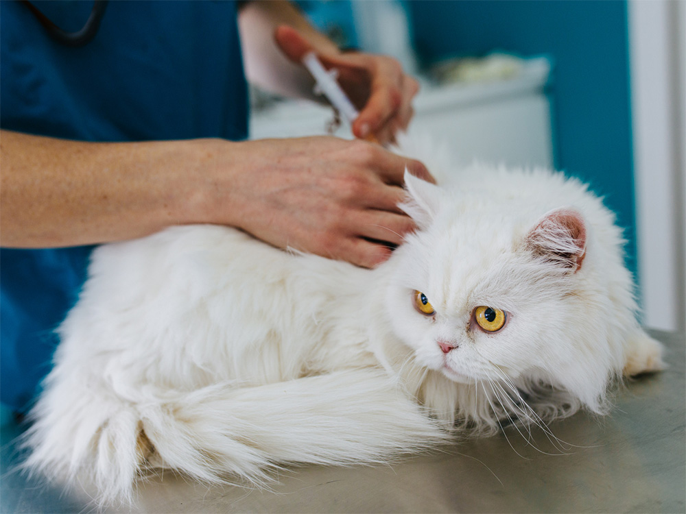 Cats With Rabies Behavior
