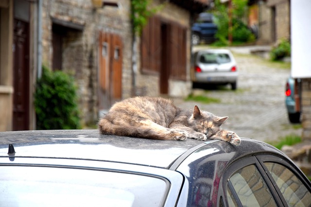 Cats on Car Exhausts